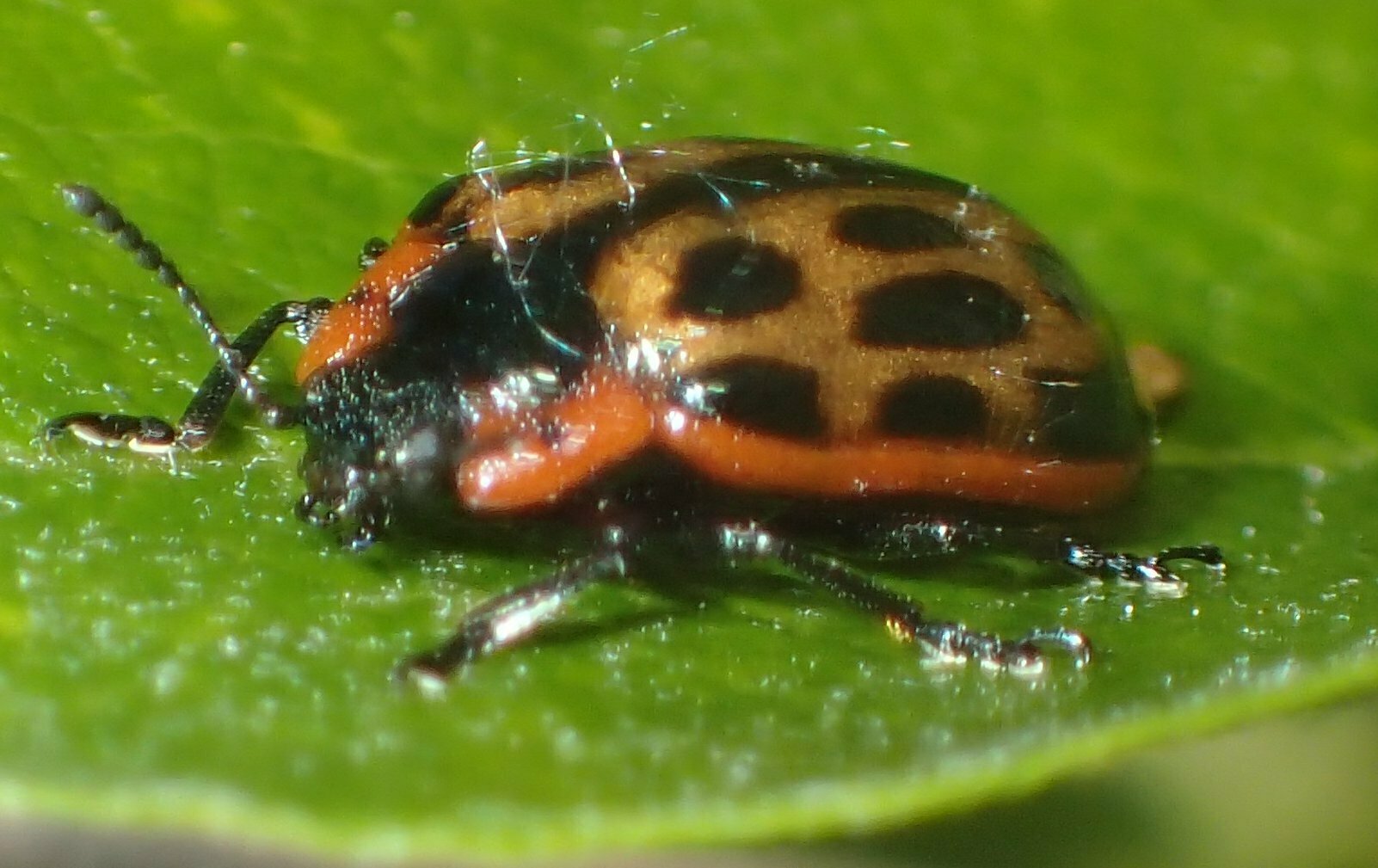 High Resolution Chrysomela confluens Animal